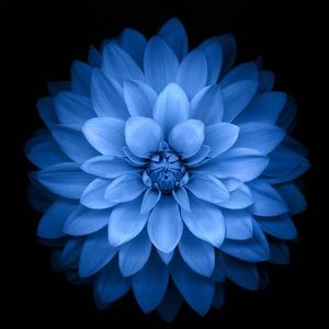 Meet your Posher, Ann-marie